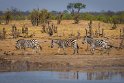 064 Zimbabwe, Hwange NP, zebra's